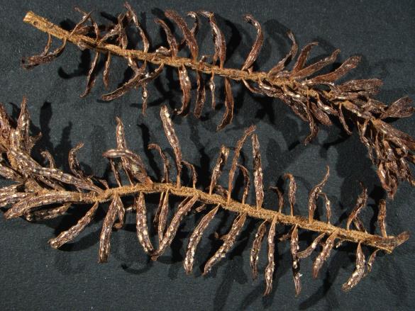 Aecidium elatinum 