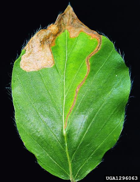bukov rilčkar skakač (<i>Rhynchaenus fagi</i>)