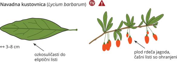 <i>Lycium barbarum</i>