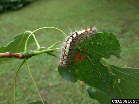 vrbov prelec (<i>Leucoma salicis</i>) na <i>Populus</i> spp.