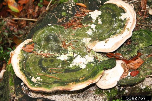 grbasta ploskocevka (<i>Trametes gibbosa</i>) na <i>Fagus sylvatica</i>