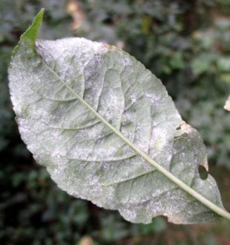 <em>Erysiphe euonymi</em>
