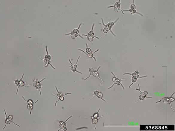 kutinova (glogova) listna pegavost (<i>Diplocarpon mespili</i>) na <i>Photinia x fraseri</i>