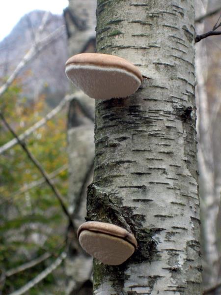 Piptoporus betulinus