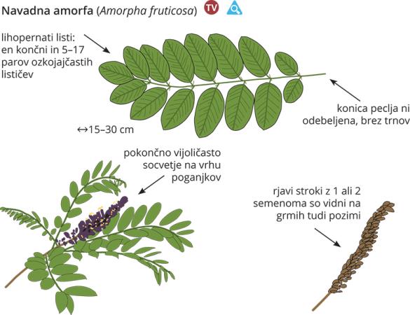 <i>Amorpha fruticosa</i>