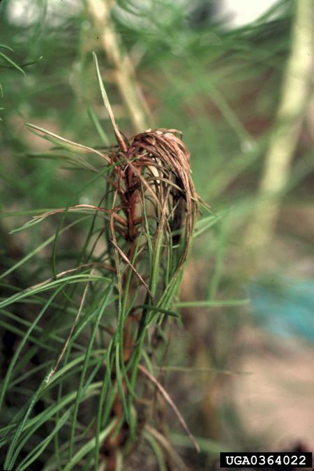 <i>Botrytis cinerea</i>