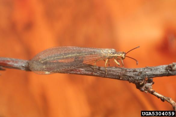 <i>Myrmeleon</i>