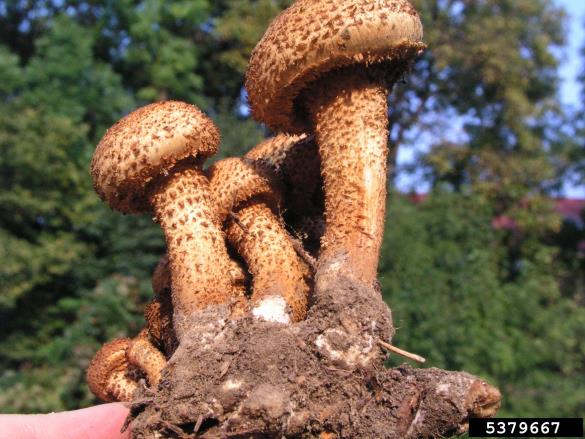 hrapavi luskinar (<i>Pholiota squarrosa</i>) na <i>Populus</i> spp.