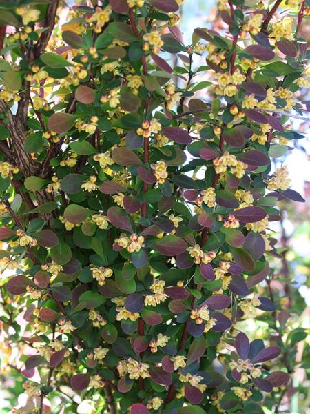 <i>Berberis thunbergii</i>