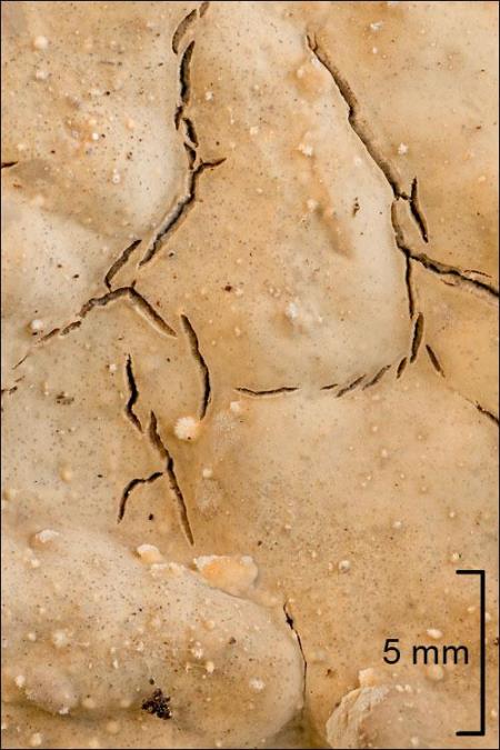 Haematostereum rugosum