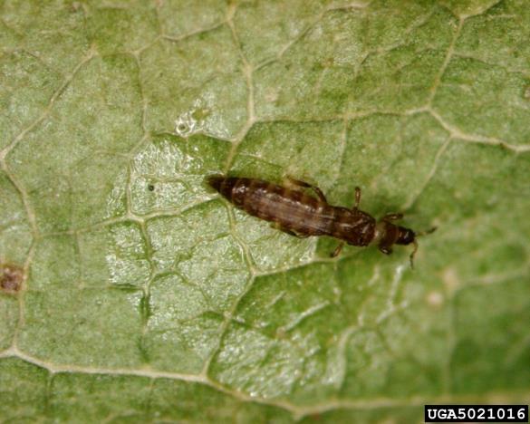 <i>Taeniothrips inconsequens</i>