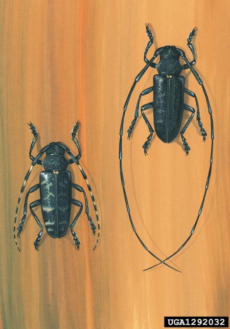 čevljarček (<i>Monochamus sutor</i>)
