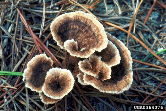 pozemska roža (<i>Thelephora terrestris</i>)