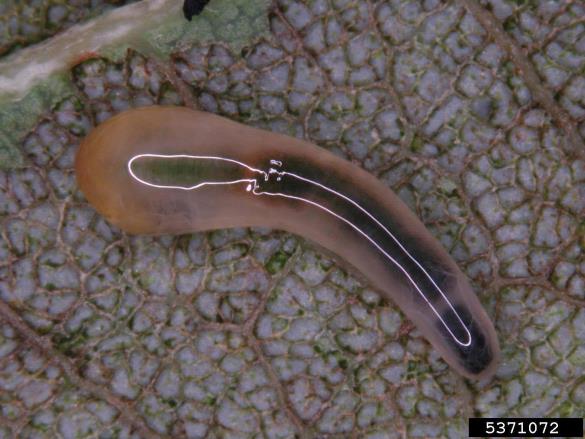 <i>Caliroa cinxia</i>