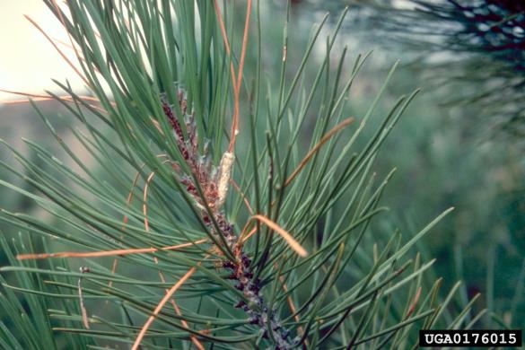 pinijev sprevodni prelec (<i>Thaumatopoea pityocampa</i>) na <i>Pinus</i> spp.