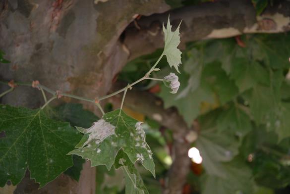 <i>Erysiphe platani</i>