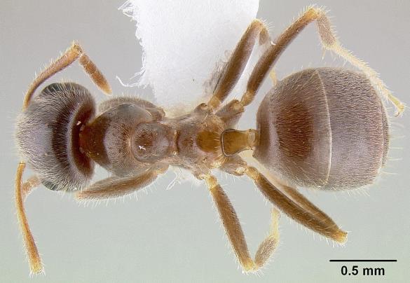 Lasius niger