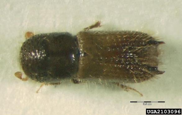 vorontzovov jelov lubadar (<i>Pityokteines vorontzowi</i>)