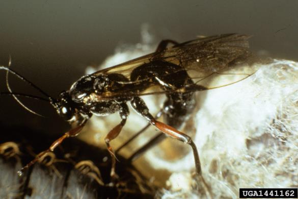 <i>Pimpla</i> na <i>Lymantria dispar</i>