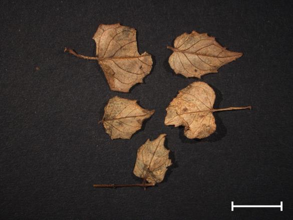 Pucciniastrum circaeae 