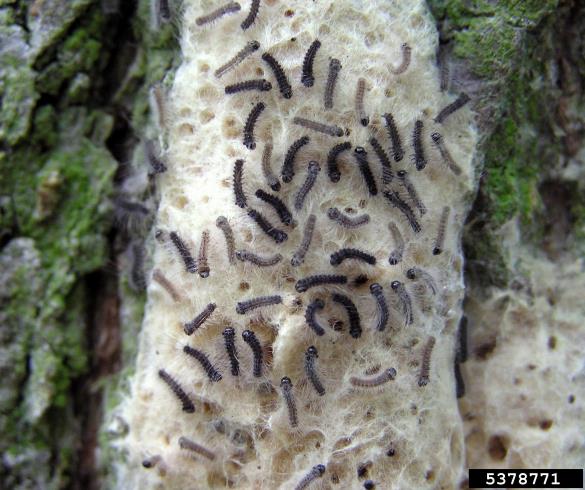 gobar (<i>Lymantria dispar</i>) na <i>Quercus</i> spp.