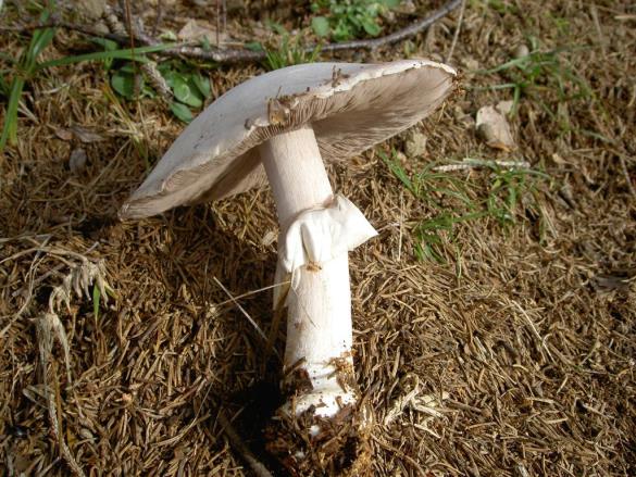 Agaricus silvicola