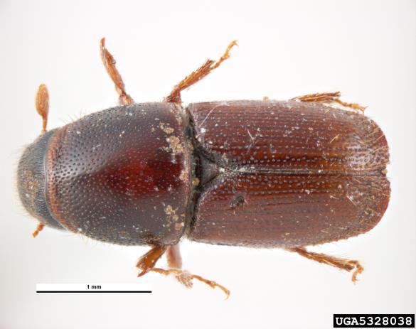mali brestov beljavar (<i>Scolytus multistriatus</i>)