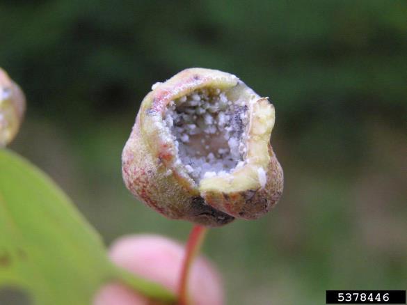 <i>Pemphigus spirothecae</i> na <i>Populus</i> spp.