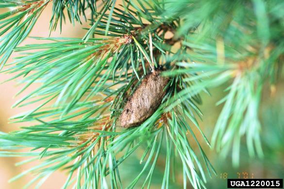 borov veščec (<i>Dendrolimus pini</i>) na <i>Pinus sylvestris</i>