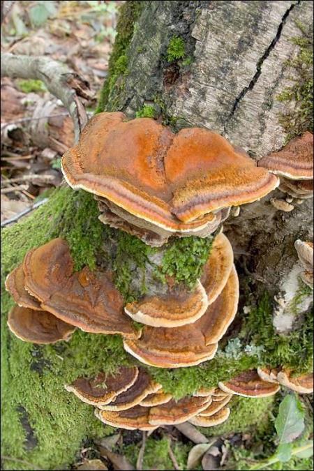Inonotus radiatus