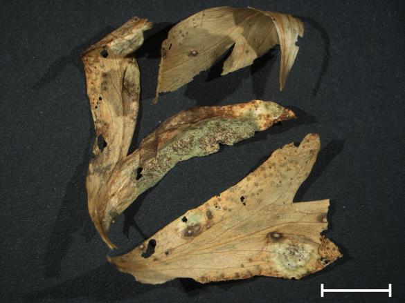 Aecidium quadrifidum