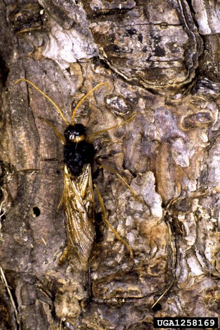 velika rumena lesna osa (<i>Urocerus gigas</i>)