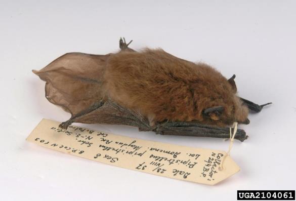 mali netopir (<i>Pipistrellus pipistrellus</i>)