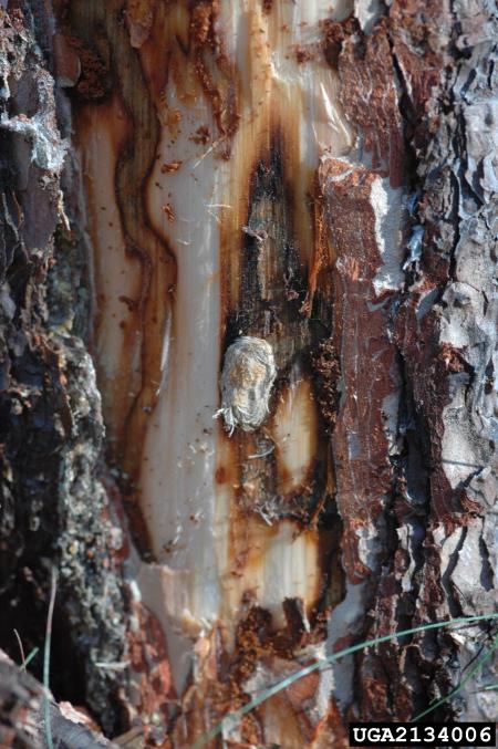 veliki borov rilčkar (<i>Pissodes pini</i>) na <i>Pinus sylvestris</i>
