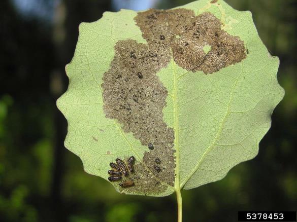 mala vrbovka (<i>Phratora vitellinae</i>) na <i>Populus</i> spp.