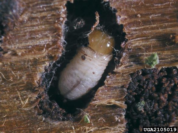 osmerozobi smrekov lubadar ali knaver (<i>Ips typographus</i>) na <i>Picea abies</i>