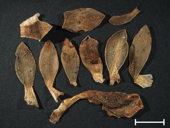Aecidium primulae
