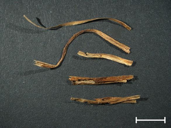 Aecidium ficariae