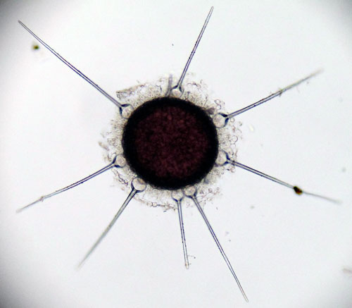 <i>Phyllactinia fraxini</i>