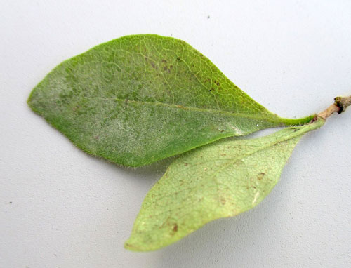 <em>Erysiphe lonicerae</em>