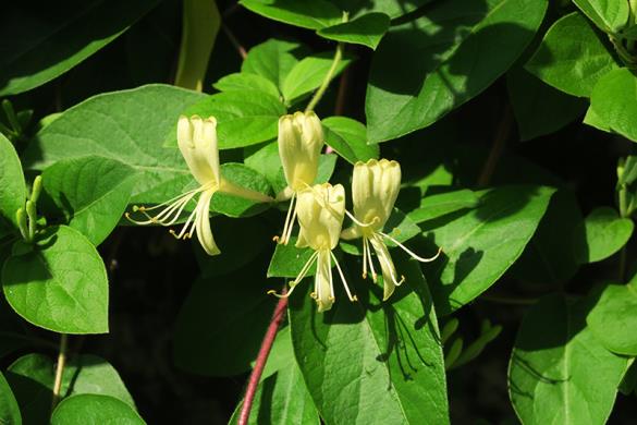 <i>Lonicera japonica</i>