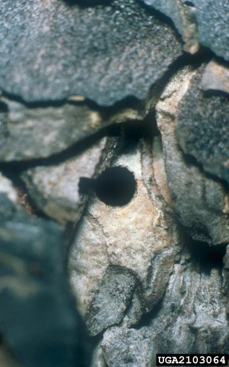 dvanajsterozobi borov lubadar (<i>Ips sexdentatus</i>) na <i>Pinus nigra</i>