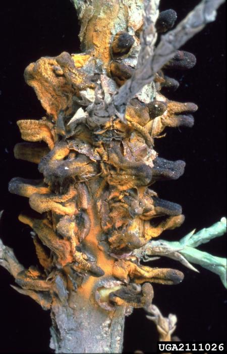<i>Gymnosporangium sabinae</i> na <i>Juniperus</i> spp.
