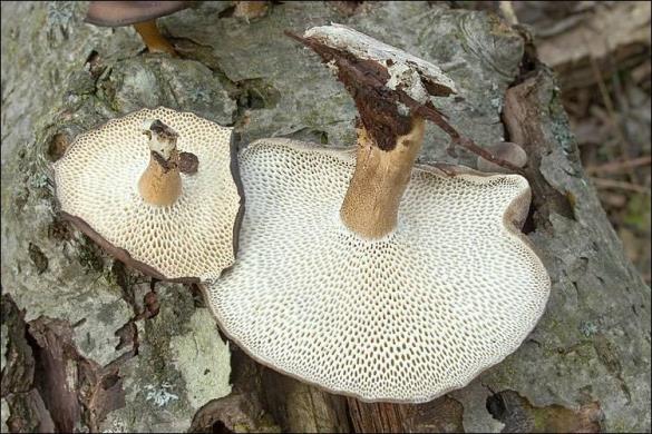 Polyporus brumalis