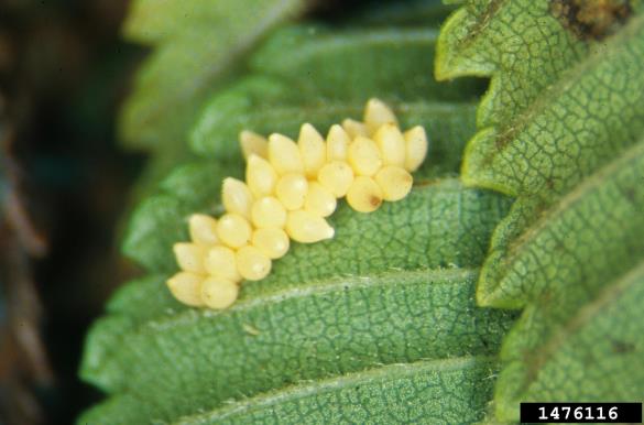 brestovka (<i>Xanthogaleruca luteola</i>) na <i>Ulmus pumila</i>