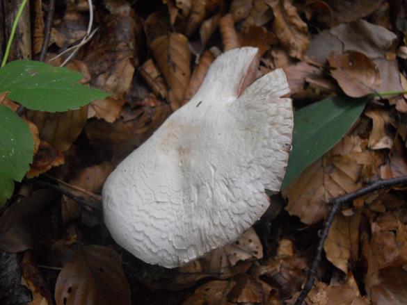Agaricus essettei