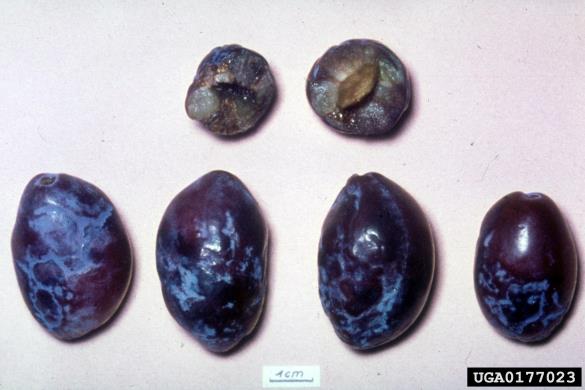 šarka (<i>Potyvirus plum pox virus</i>) na <i>Prunus domestica</i>