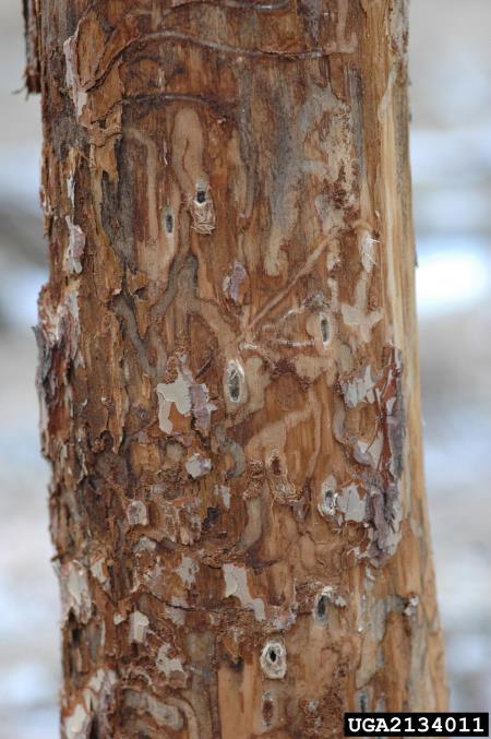 veliki borov rilčkar (<i>Pissodes pini</i>) na <i>Pinus sylvestris</i>
