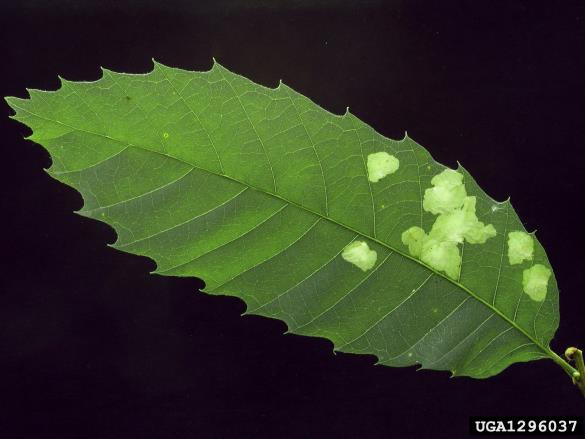hrastov molj (<i>Tischeria ekebladella</i>)