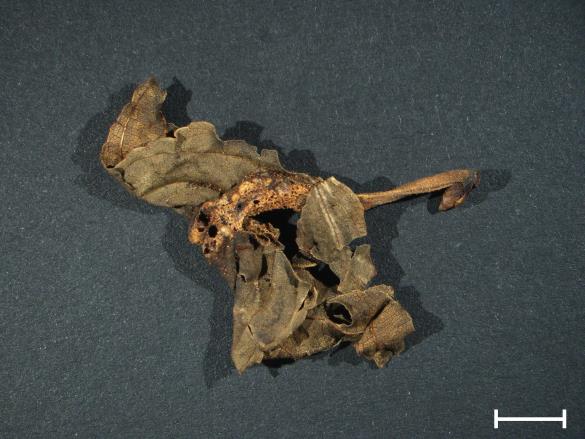 Aecidium rhamni